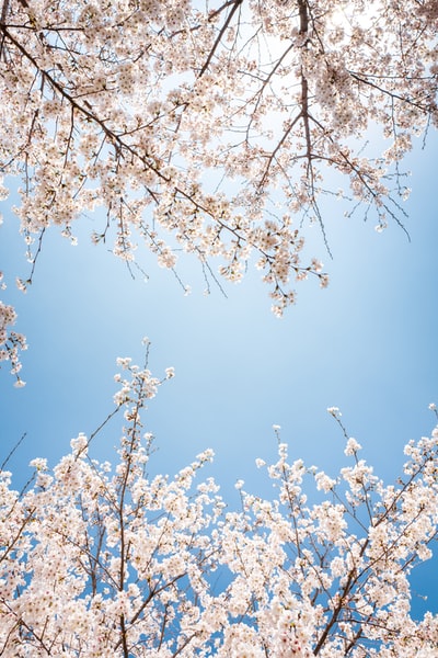 白色的樱花下蓝天白天
